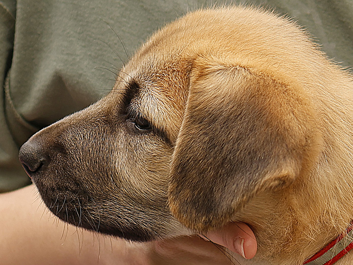 chinook puppy